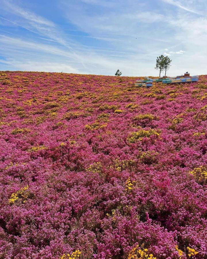 O Refugio Do Mineiro Lägenhet Arouca Exteriör bild